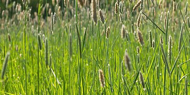 Prairie de vulpins