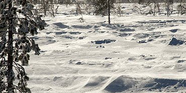 C'est presque la toundra, là haut !