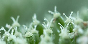 Après la fleur
