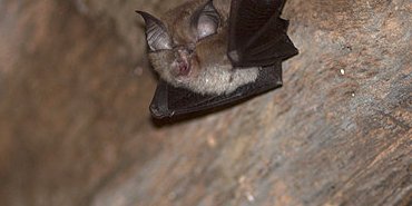 Petit Rhinolophe du grenier