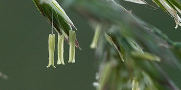 Fétuque en fleurs