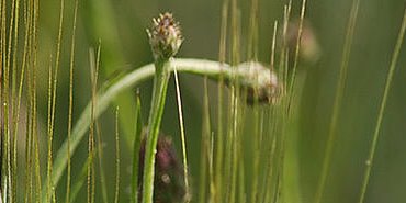Bleut sauvage dans les céréales
