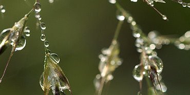 Epillets ornées