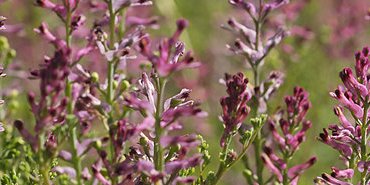 Fumeterre officinal - Fumaria officinalis