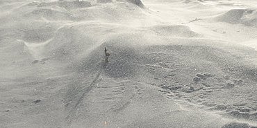 Coupe forestière balayée de vent