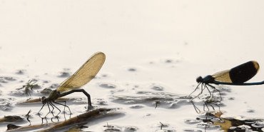 Couple de demoiselles