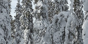 La taïga a vêtue son blanc manteau