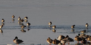 Canardages sur glace
