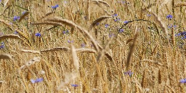 Bleuets dans les céréales