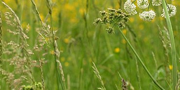 Dans la prairie