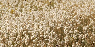 Les queues de lapins des dunes...