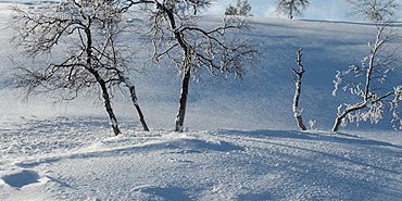 Sur les hauts d'un tunturi