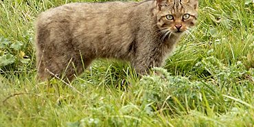 Chat forestier
