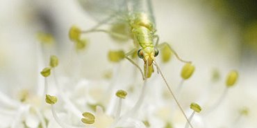 L'insectodrome éphémère