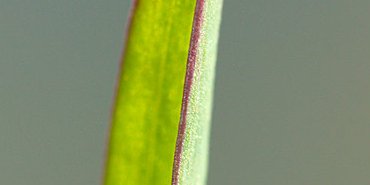 Feuille cupulée de la Glycérie