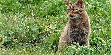 Le Chat forestier