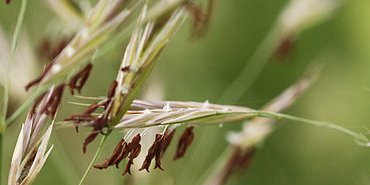 Grelots grenats