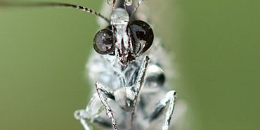 Lunettes de rosée
