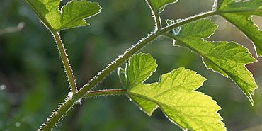 Jeune plante