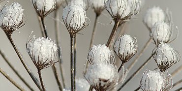 Sous la neige