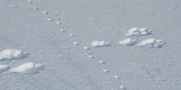 Quand un lièvre variable croise une hermine ?