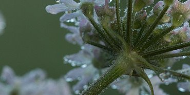 Jeunes fleurs