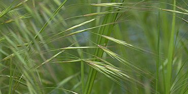 Brome stérile