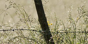 Etincelantes graminées