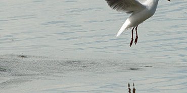 Saut d'eau