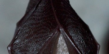 Petit Rhinolophe (dit l'électricien)