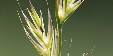 Ray-grass perchoir
