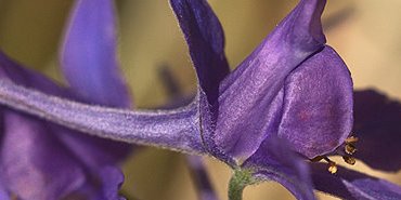 Pied d'alouette - Consolida regalis