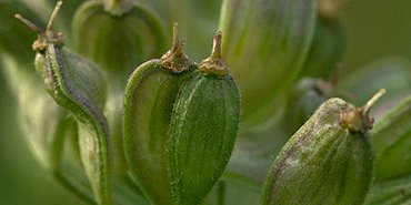 Jeunes fruits