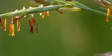 Les étamines dorées du Brome érigé