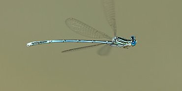 Platycnemis en vol