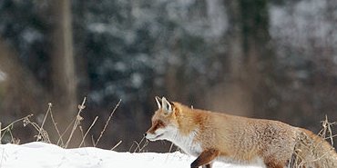 Renard sur neige