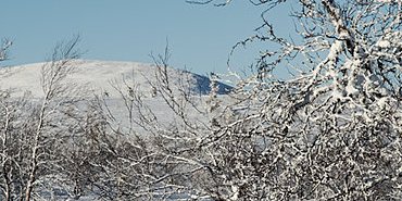 Forêt de bouleaux en lisière de la lande