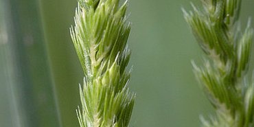 Crételle, la graminée des pâturages