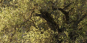 Le Grand Saule