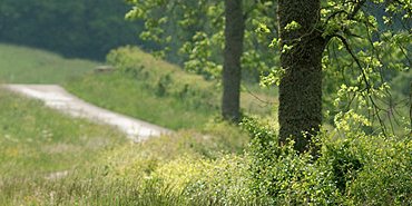 Serpent de chemin